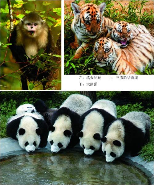脊椎骨的动物,是 a href="#" data-lemmaid="416447">脊索动物 /a>的