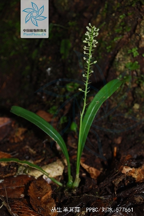 较矮小,假鳞茎密集,卵形,狭卵形至近圆柱形,叶倒披针形或线状倒披针形