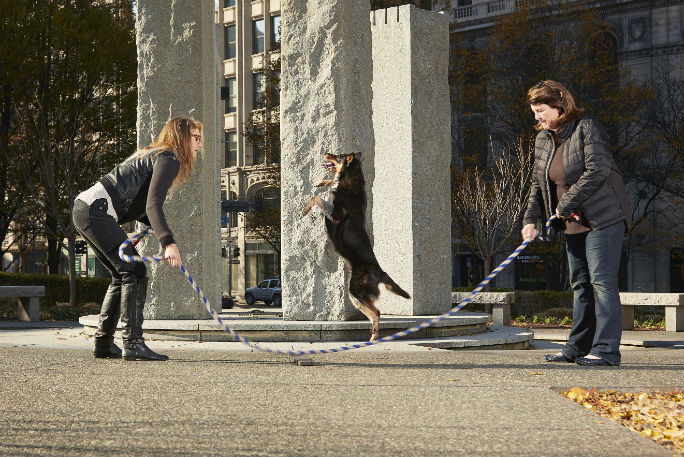  p>杰罗尼莫(geronimo)是一只边境牧羊犬,它以跳绳特长而闻名.