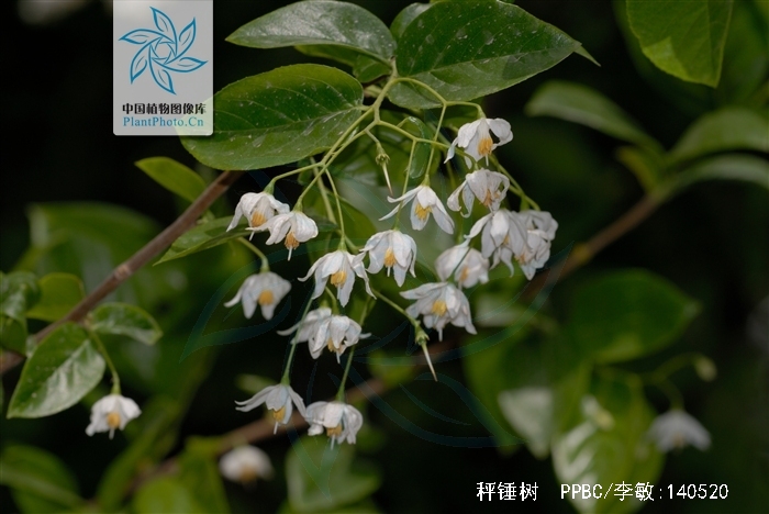  p>秤锤树(学名: i>sinojackia xylocarpa hu /i>)是安息香科,秤锤树