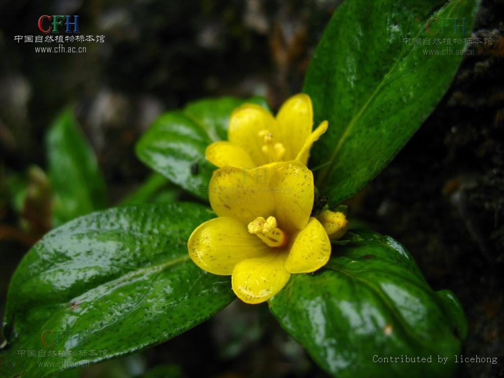 lysimachia paridiformis franch.