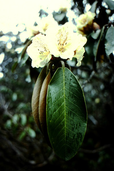  p>宏钟杜鹃(学名: i>rhododendron wightii /i>  hook. f.