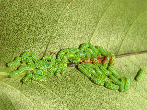  p>褐边绿刺蛾( i>latoia consocia /i> walker),别名: 青刺蛾, a