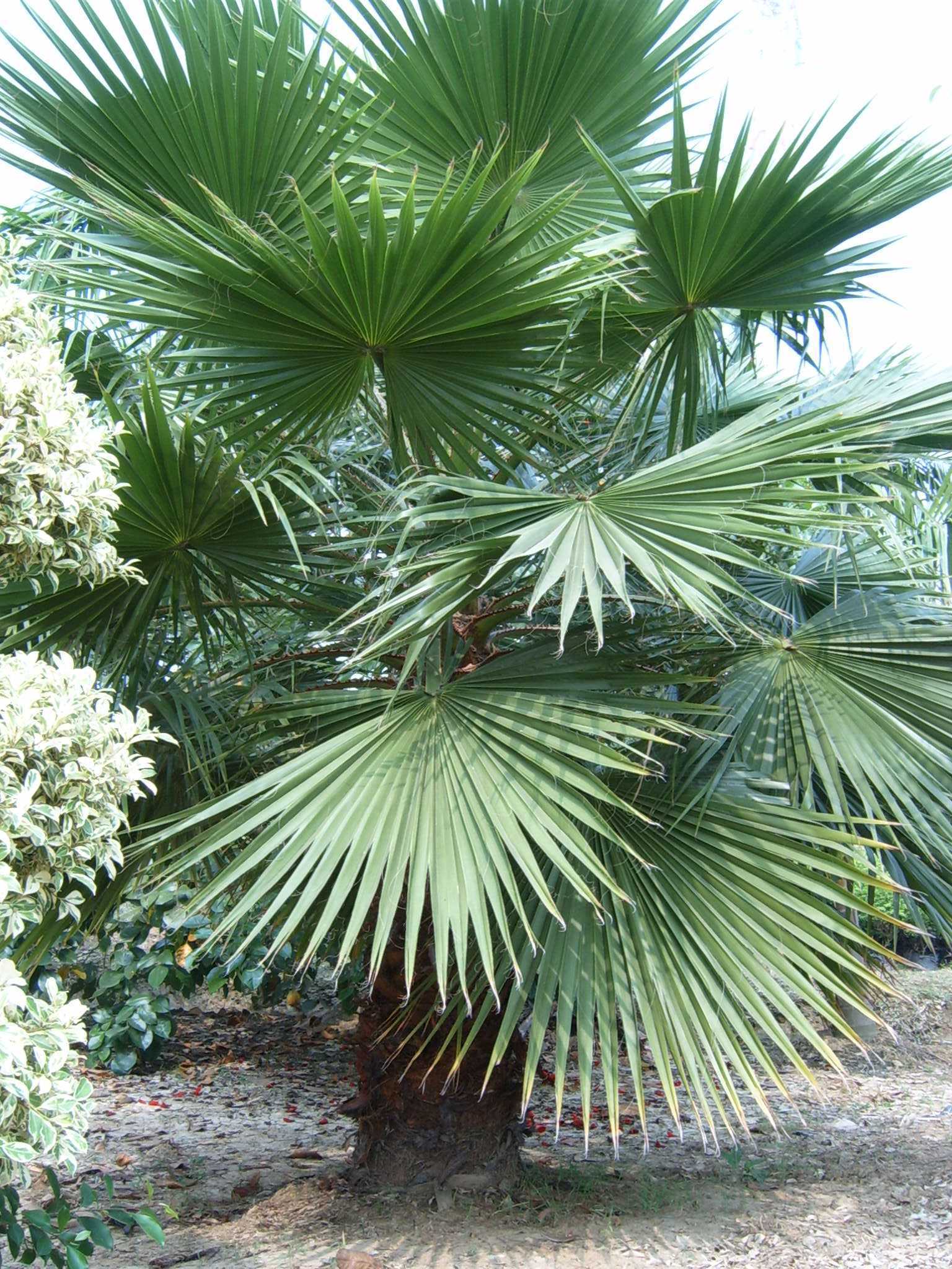  p data-id="tbobvms0qjrk">华盛顿葵又称丝葵是棕榈科丝葵属的乔木状