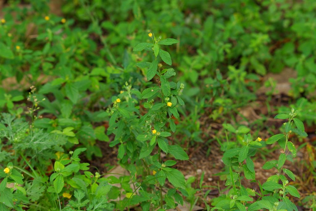  p>瓣鳞花属有80种,分布于 a target="_blank" href="/item/温带