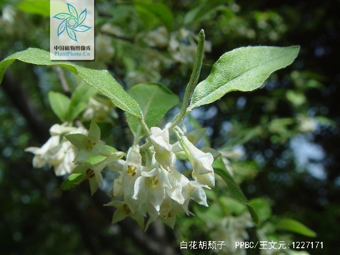  p>白花胡颓子,拉丁文名:elaeagnus pallidiflora c. y. chang.