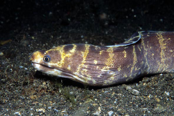 多带蛇鳝