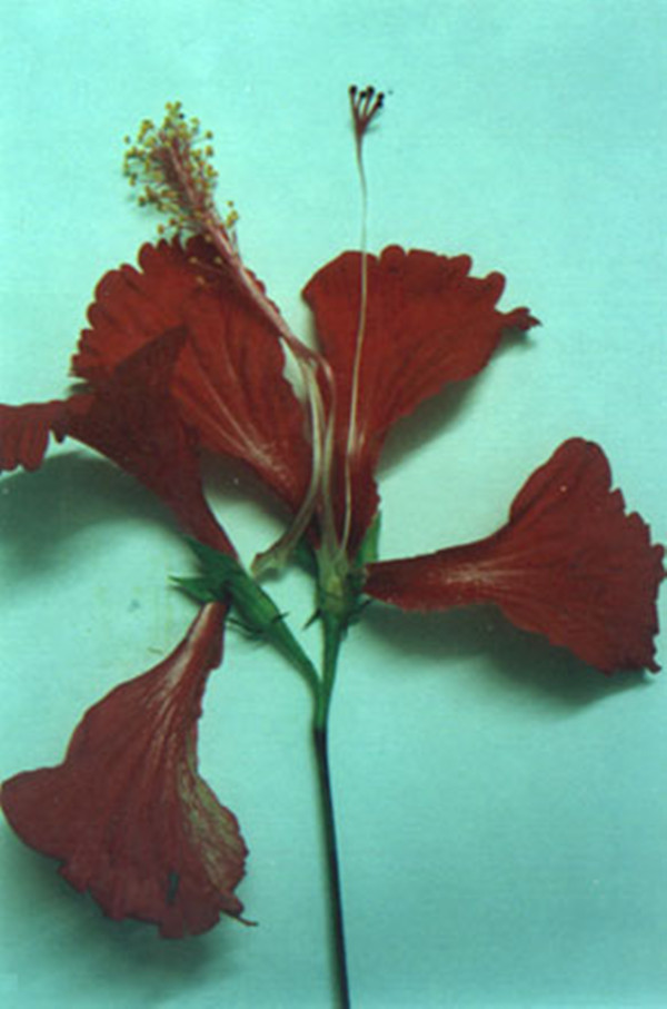 data-lemmaid="280789">被子植物 /a>花中雄蕊存