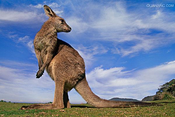  p>大袋鼠属(学名: i>macropus /i>)是 a href="#">有袋目 /a>的一种