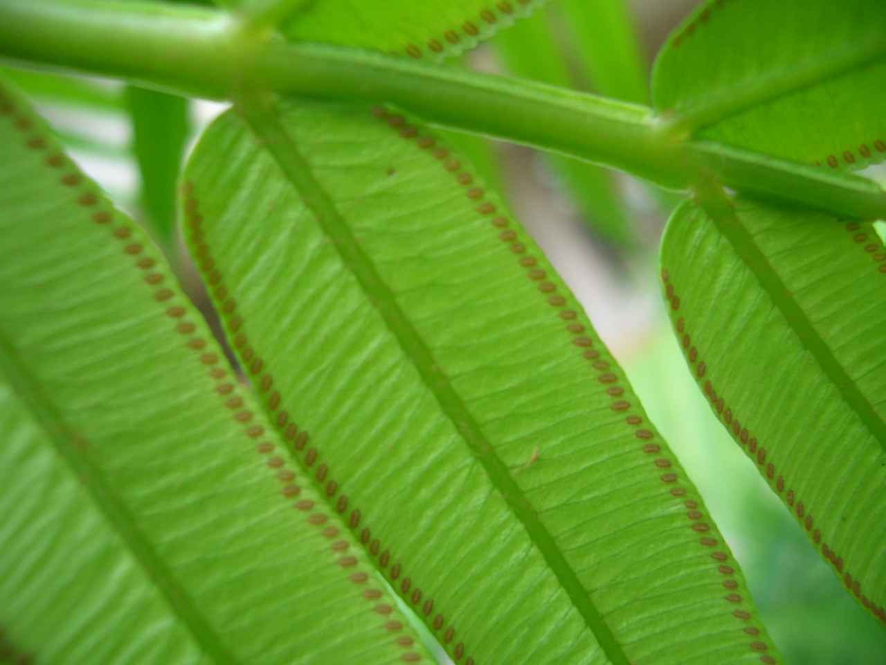 (baozinangqun)在大型叶蕨类(真蕨类)中,孢子囊通常生于孢子叶的背面