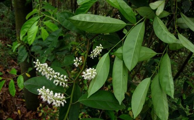 高1.5～10米,生于海拔350