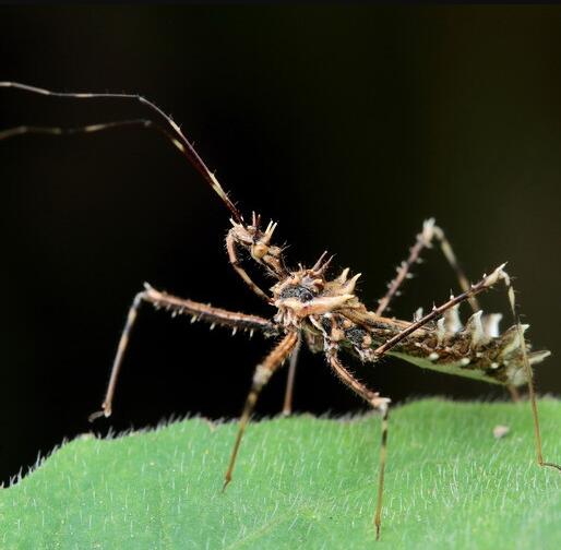 齿缘刺猎蝽