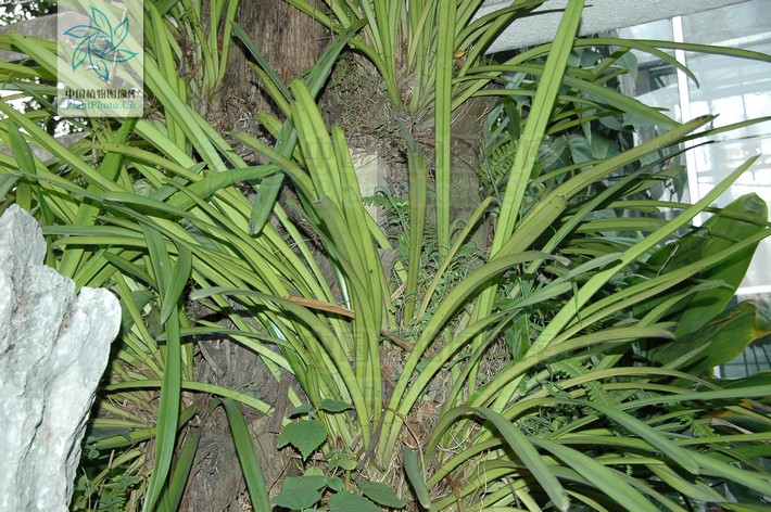  p>硬叶兰(cymbidium bicolor lindl.