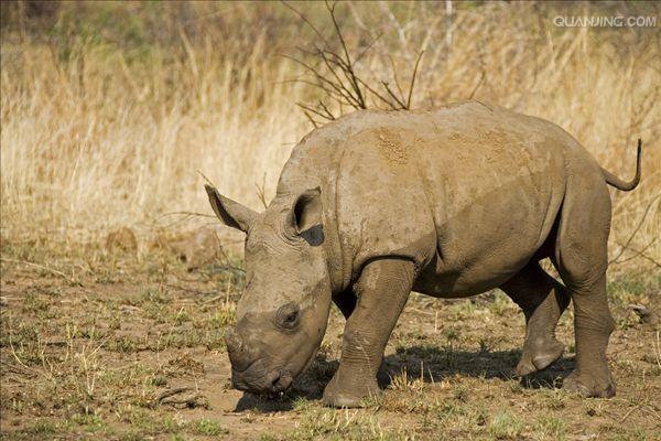  p>白犀(学名: i>ceratotherium simum /i>): a target="_blank" href