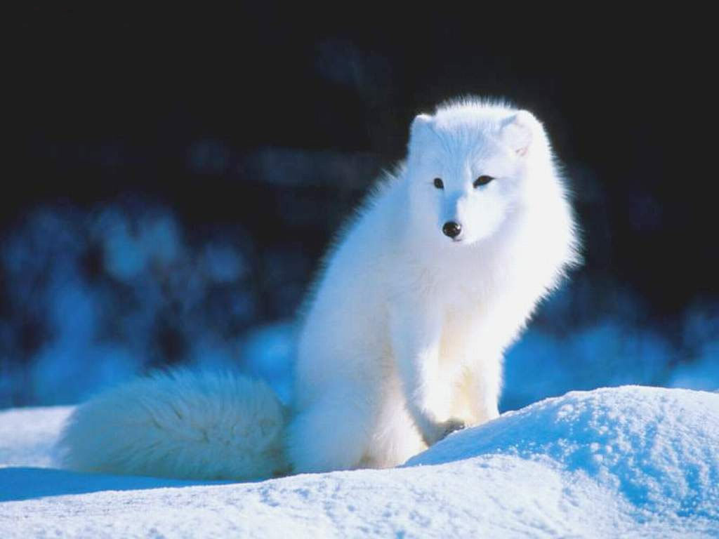  p>北极狐[英]arctic fox [拉]alopex lagopus 属犬科,北极狐属.