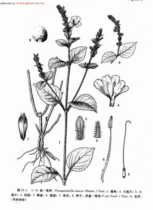  p>草本.叶对生,不等大,卵形或披针形,边缘具圆锯齿.