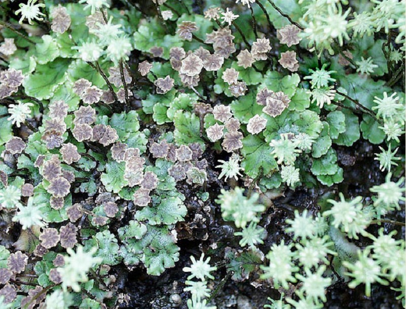  p>茎叶体具有维管束分化的植物体称为茎叶体.是叶状体的对应词. /p>