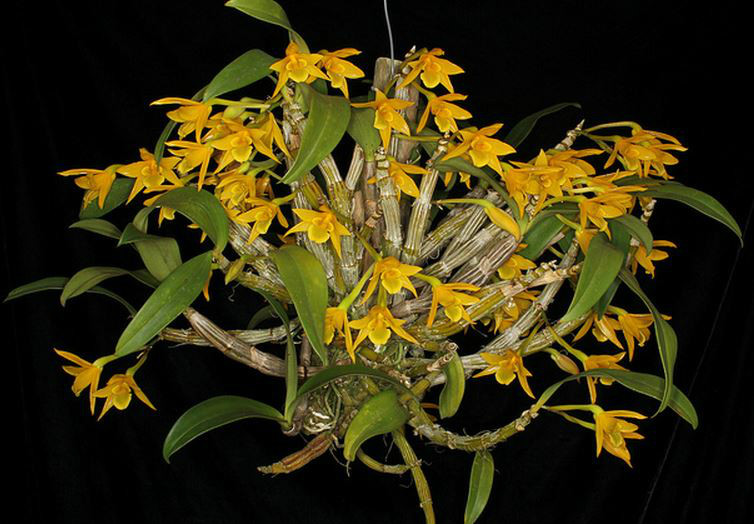  p>翅梗石斛(学名: i>dendrobium trigonopus /i>  rchb. f.