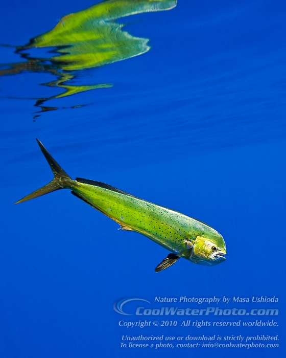  p>鯕鳅,鯕鳅科(coryphaenidae)鬼头刀属(coryphaena)两种鱼类的统称.
