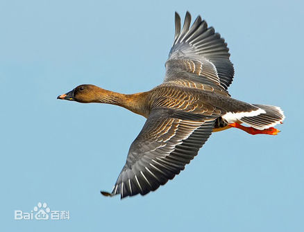  p>豆雁(学名: i>anser fabalis /i>)是大型雁类,体长69-80厘米,体重