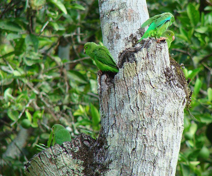 green-rumped parrotlet