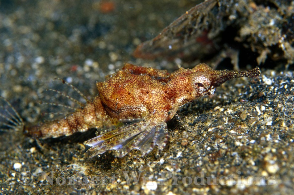  p>海蛾鱼是海蛾目 a href="#" data-lemmaid="2002408">海蛾鱼目 /a>