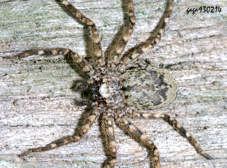  p>台湾拟扁蛛,本种分布于北部山区,常栖息于树皮