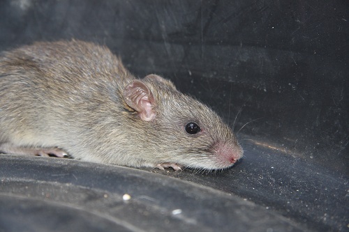  p>黄毛鼠(学名: i>rattus losea /i>),是鼠科,大鼠属的动物.