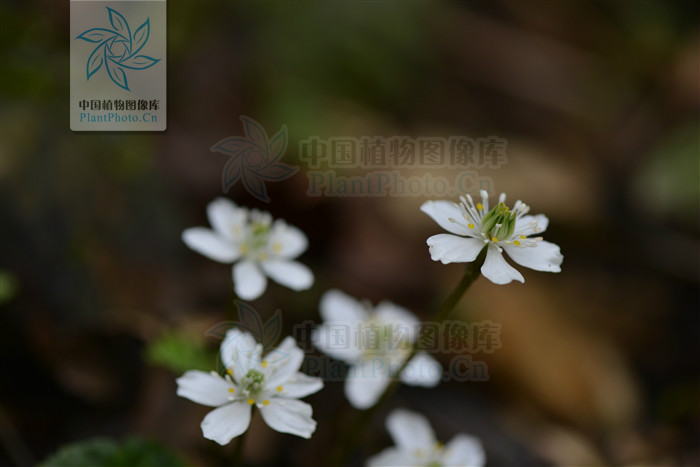 asteropyrum cavaleriei