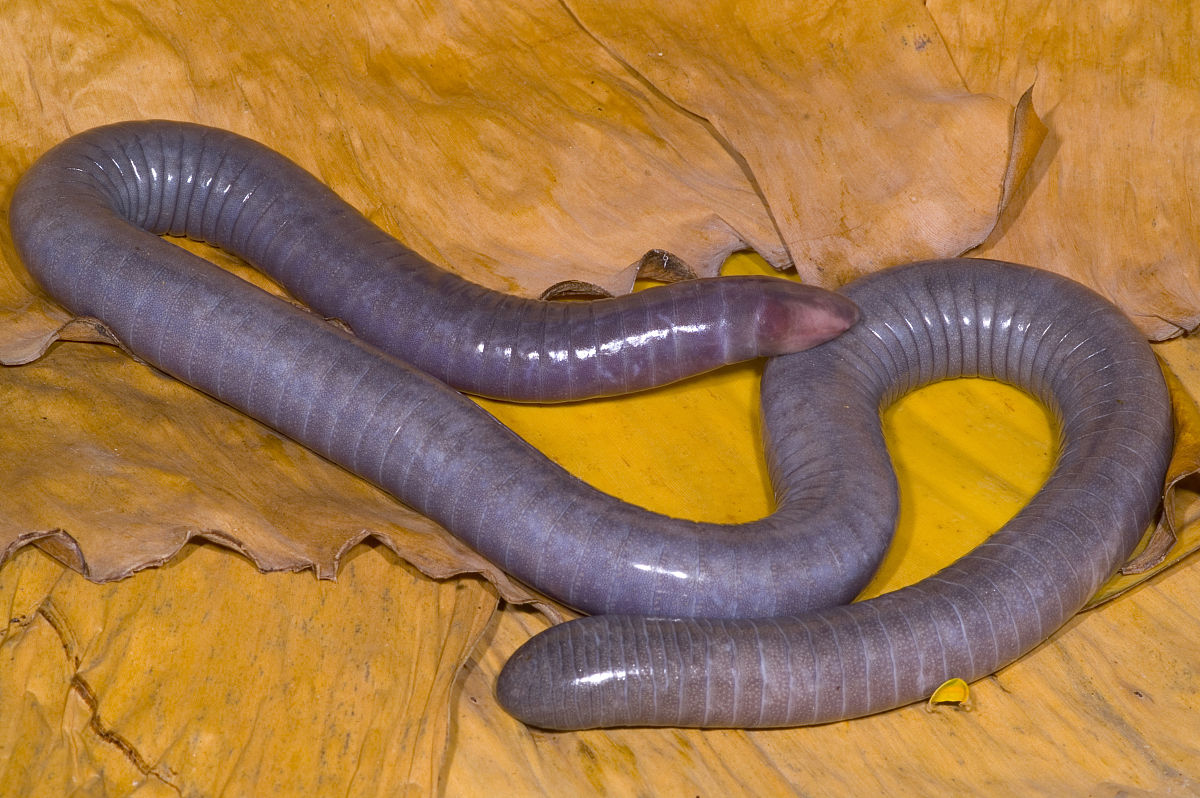  p>蚓螈,裸蛇目( a href="#" data-lemmaid="957740">蚓螈目 /a>