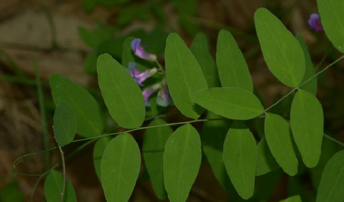  p>大叶野豌豆(学名: i>vicia pseudorobus /i> fisch. ex c. a.