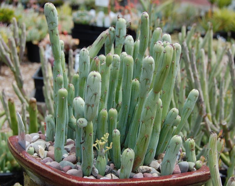 bip.)是菊科仙人笔属多年生常绿多肉植物.