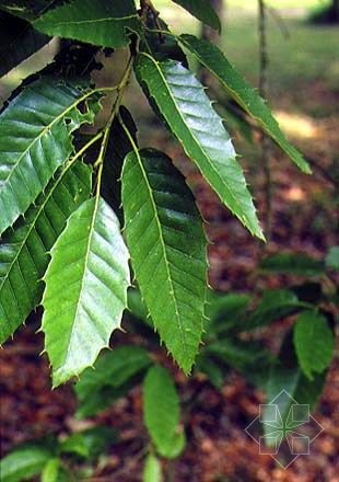 栓皮栎（壳斗科栎属植物）_百度百科
