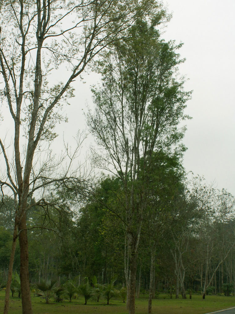  p>黑黄檀(学名: i>dalbergia fusca /i> pierre)是豆科,黄檀属的高大