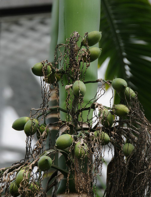  p>槟榔(学名: i>areca catechu /i> l.