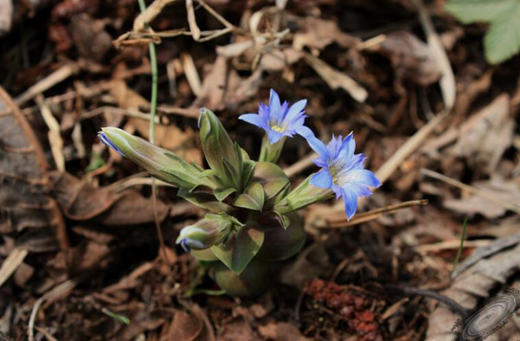 gentianella pygmaea (regel