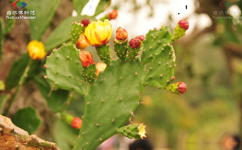  p data-id="tbzi4kbmm9oo">梨果仙人掌( i>opuntia ficus-indica /i>