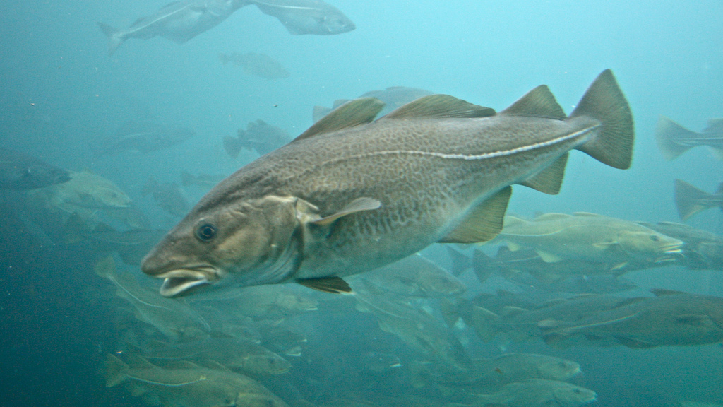  p>大西洋鳕鱼(学名: i>gadus morhua  /i>(linnaeus, 1758),为 a