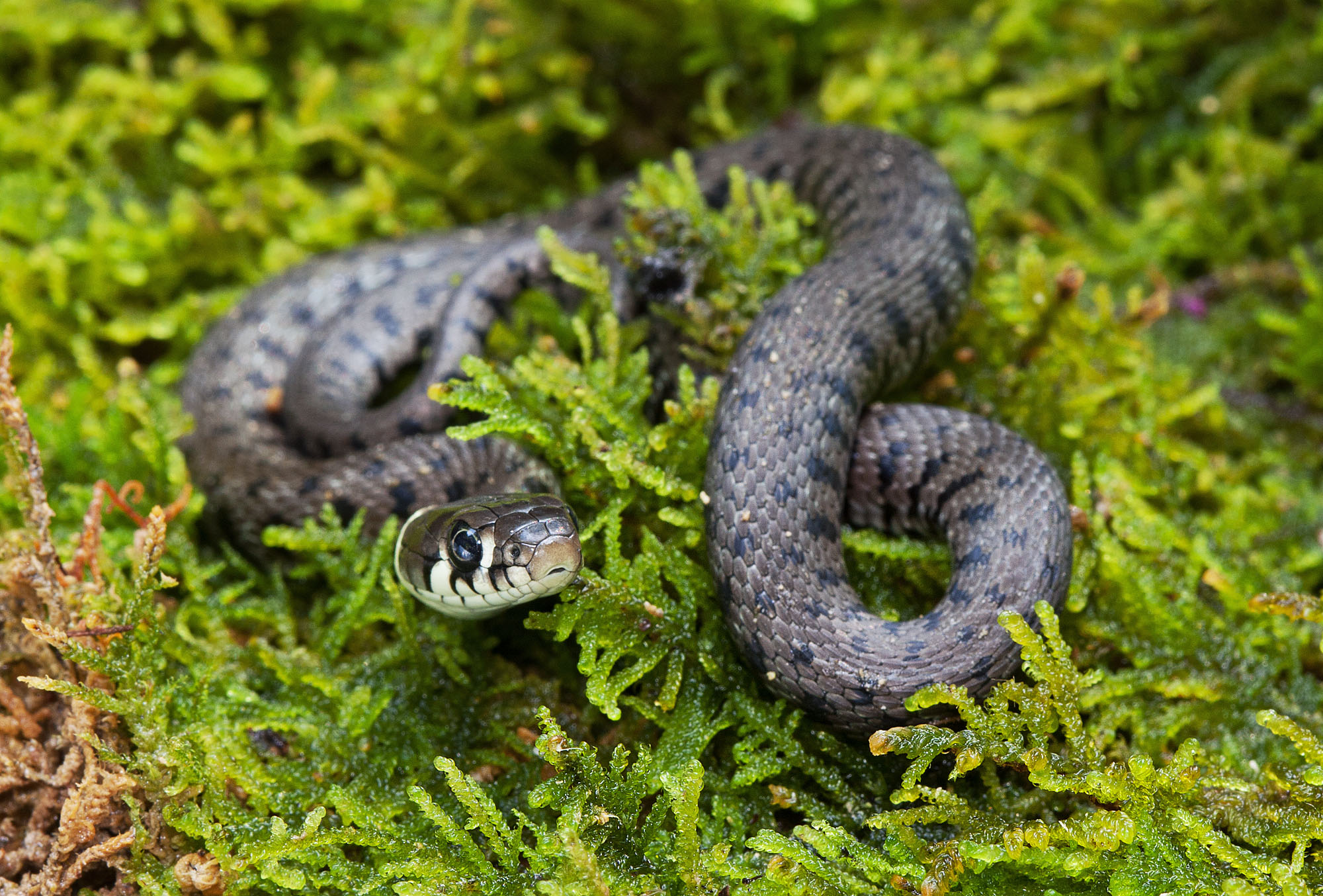  p>水游蛇( i>natrix natrix /i> linnaeus)是游蛇科,水游蛇属的无