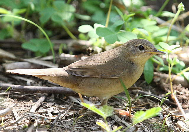  p>中华短翅莺(学名: i>bradypterus tacsanowskius /i>):小型鸟类,体