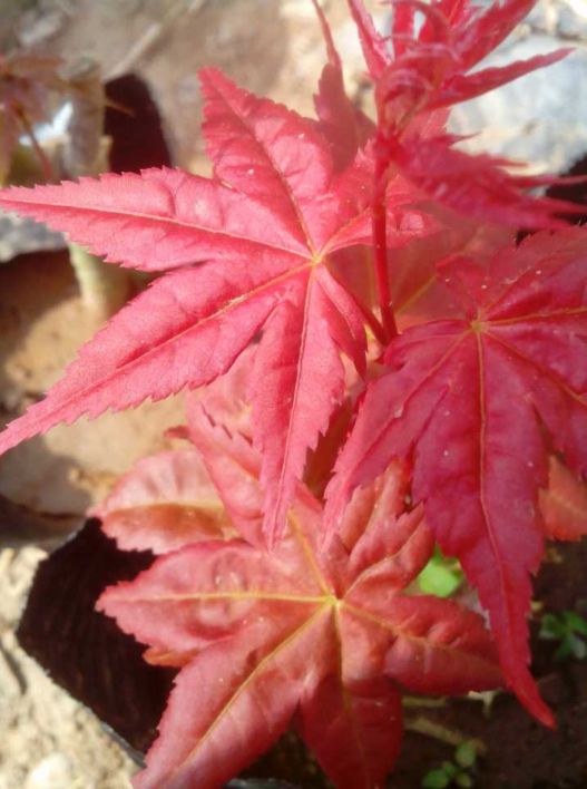 日本红枫红舞姬