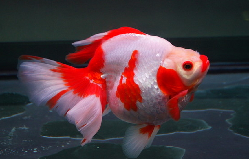  p>琉金金鱼是一种观赏鱼,一般体长15～20厘米.