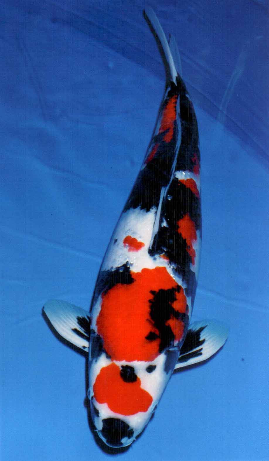  p> a href="#" data-lemmaid="6974945">昭和三色  /a>showa san