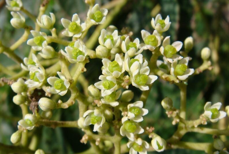  p>椿叶花椒(学名: i>zanthoxylum ailanthoides /i> sieb. et. zucc.