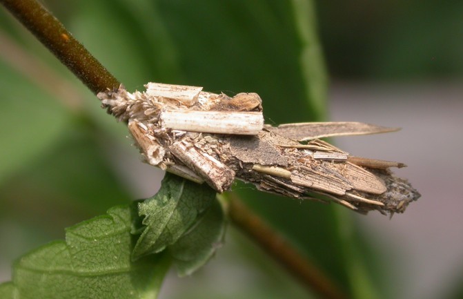 bagworm moths