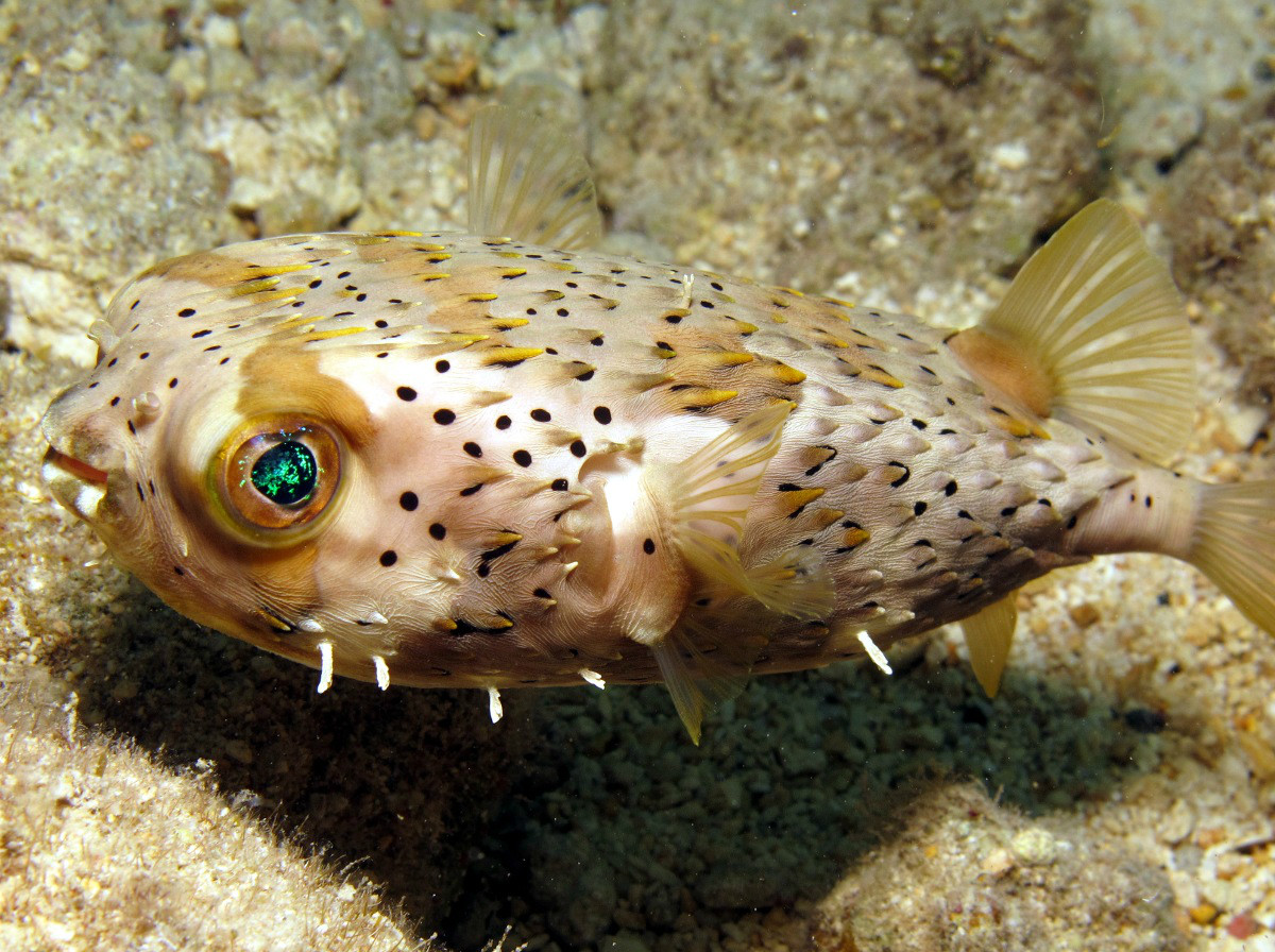  p>刺鲀(diodontidae;porcupinefishes),硬骨鱼纲, 