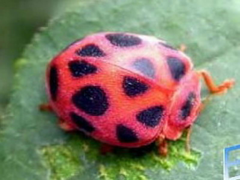 河南灵宝(小麦)菱斑巧瓢虫