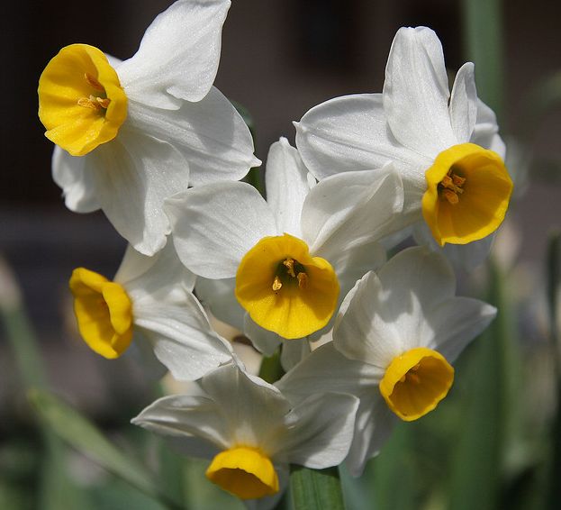 是 a target="_blank" href="/item/水仙属">水仙属 /a>的种类之一