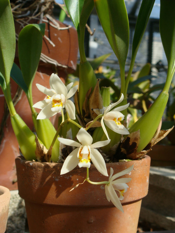  p>栗鳞贝母兰(学名: i>coelogyne flaccida  /i> lindl.