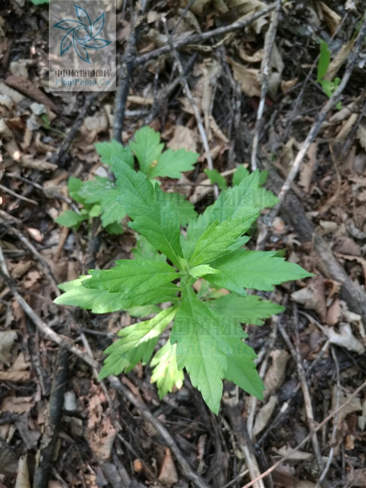 href="#" data-lemmaid="173741">内蒙古 /a>等地一种多年生草本植物